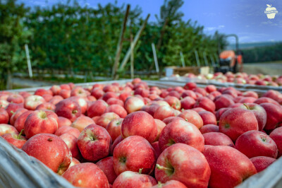 35 Tahun Hadir di Indonesia, Washington Apples Perkuat Komitmen di Tengah Tren Hidup Sehat