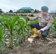 Polsek KSKP Dumai Dampingi Petani Cek dan Sisip Bibit Jagung, Dukung Ketahanan Pangan Nasional