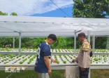 Ketahanan Pangan Berbasis Pekarangan Terus Dikembangkan di Pangkalan Sesai