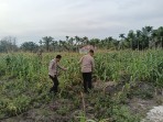 Perkuat Ketahanan Pangan: Bhabinkamtibmas Bukit Datuk Pantau Lahan Jagung Produktif