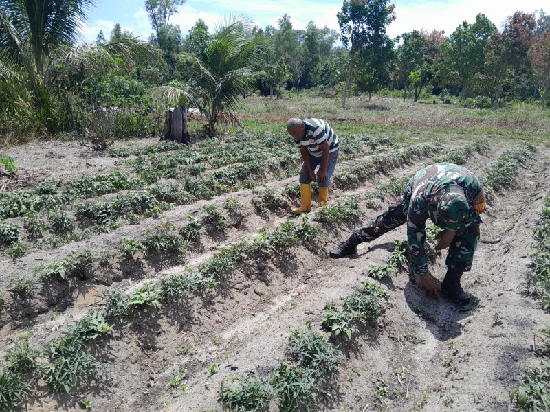 Budidaya Penanaman Ubi Jalar Didampingi Oleh Serka F Purba