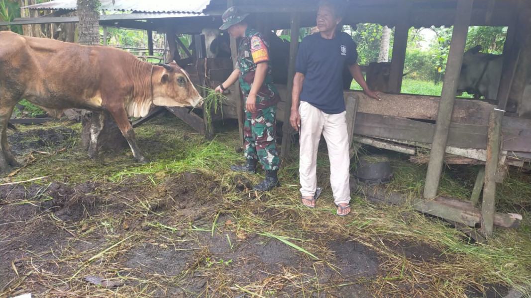 Babinsa Koramil 03 SS, Serda Iwan Sahputra, Ajak Warga Tingkatkan Kesadaran Pencegahan Penyakit Mulut dan Kuku pada Ternak