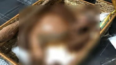 Sadis, Pria Rusia Bius Orangutan untuk Diselundupkan dari Bali