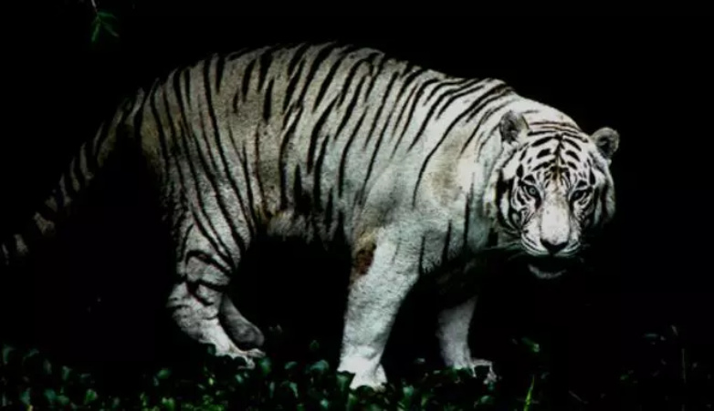 Kabarnya, Desa Tasik Raya ada Harimau Jadi-jadian