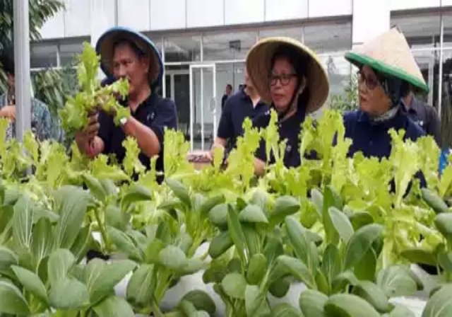Yuk, Bikin Tanaman Hidroponik di Rumah