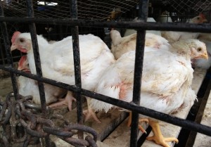 Pedagang Mengeluh, Daya Beli Ayam Lesu