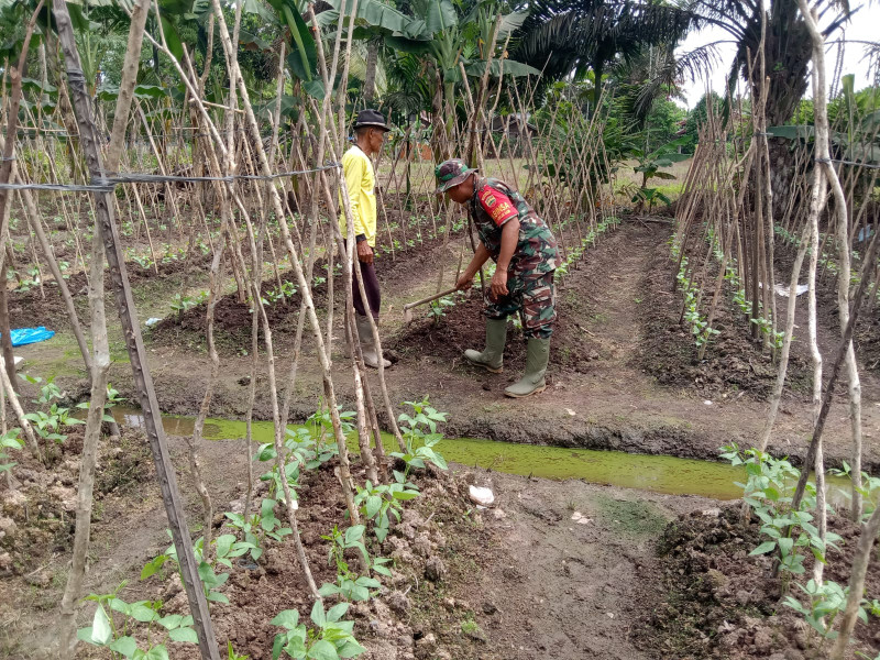 Babinsa Kodim 0320/Dumai Turut Serta Dalam Pendampingan Karya Nyata Tanaman Kacang Panjang