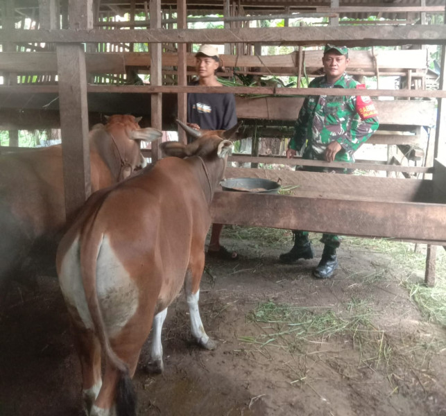 Sertu Afnal Cek Kesehatan Hewan Jelang Idul Adha