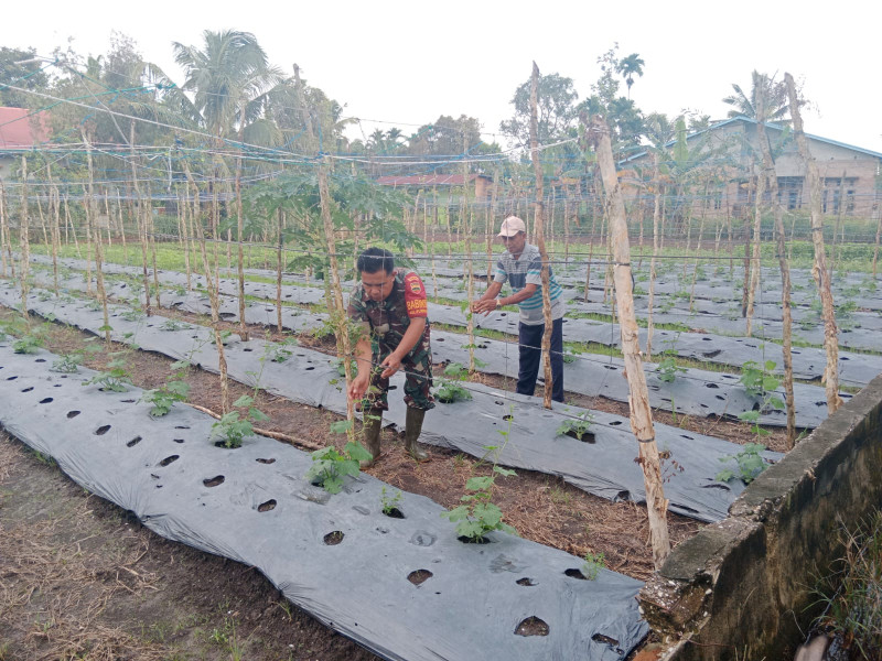 Sertu Mahyudin Laksanakan Giat Pembudidayaan Tanaman Gambas