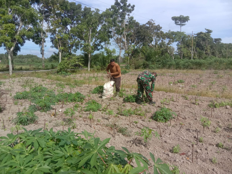 Serda Agustinus Dampingi Petani Ubi Singkong
