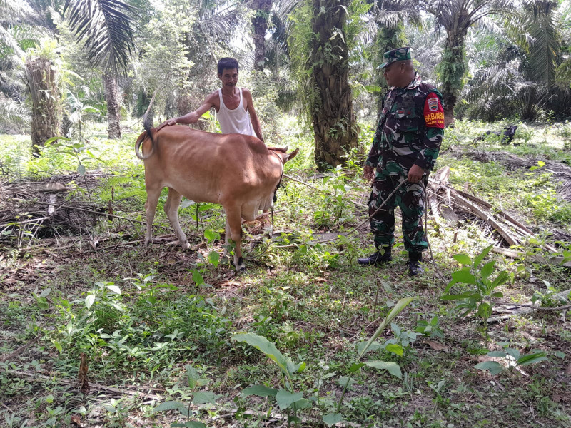 Serma F Purba Sampaikan Pentingnya Kebersihan Kandang Untuk Cegah PMK