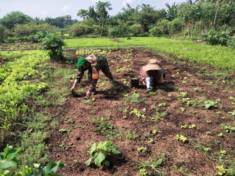 Sertu Sugianto Dampingi Petani Selada