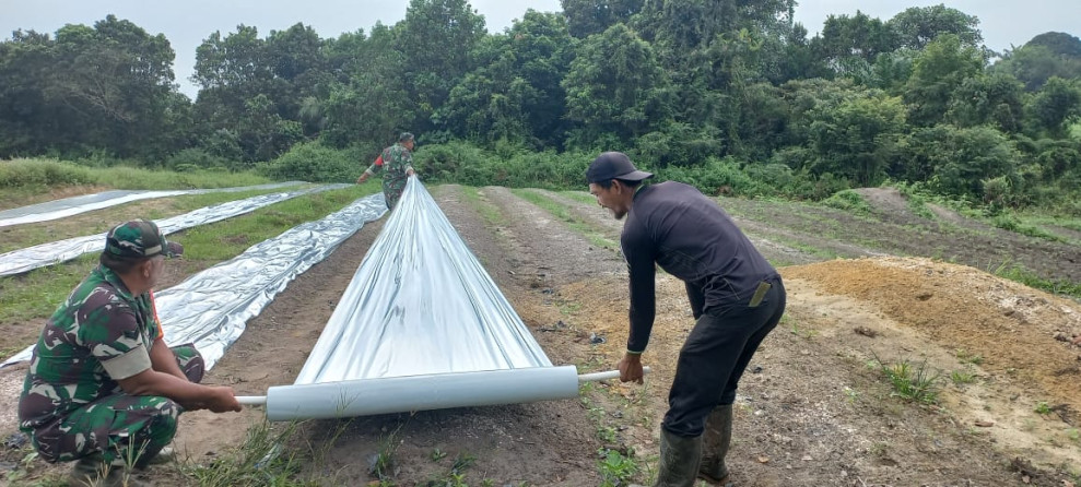 Pemasangan Mulsa di Demplot Cabai Milik Koramil 02 BK