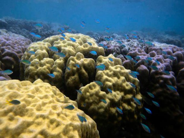 Kemenpar Unjuk Pesona Bawah Laut di Kuala Lumpur