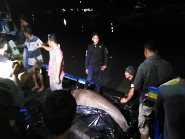 Ikan Duyung Dilepasliarkan dengan Kompensasi Rp 8 Juta