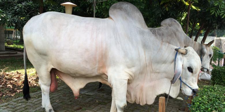 Presiden Jokowi Sumbang Sapi Kurban Seberat 1,5 Ton ke Masjid Istiqlal