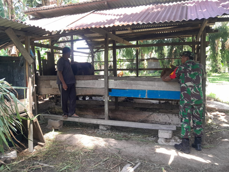 Serka Aslim Lubis Terus Melaksanakan Giat Cegah PMK
