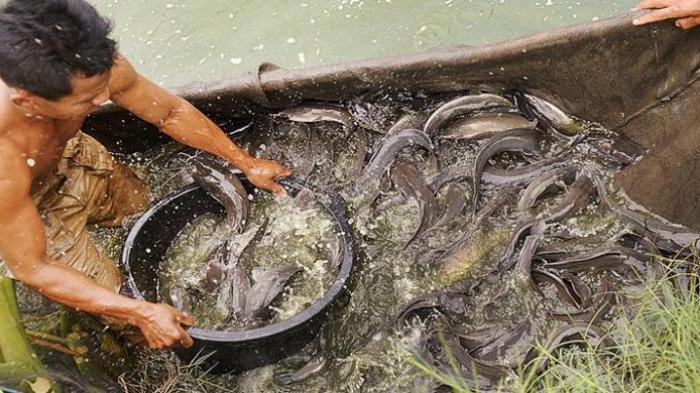 Kisah Sukses Bos Ikan dari Bangkinang, Omzet Rp30 Juta Sebulan