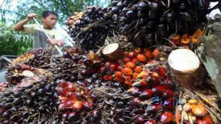 ILO Dukung Kompetensi Pekerja Sawit