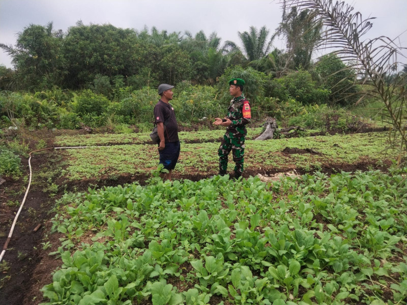 Sertu Sugianto Bantu Sukseskan Tanaman Sawi Milik Warga di Dumai Barat