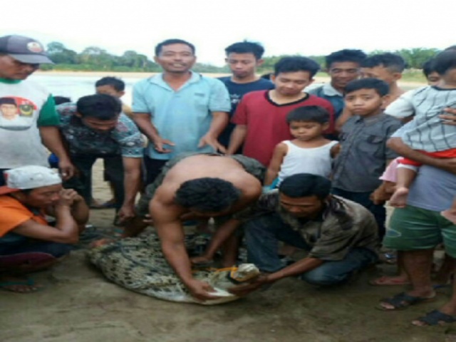Gegerkan Warga Muara Danau, Buaya 2 Meter Terperangkap Jaring Nelayan