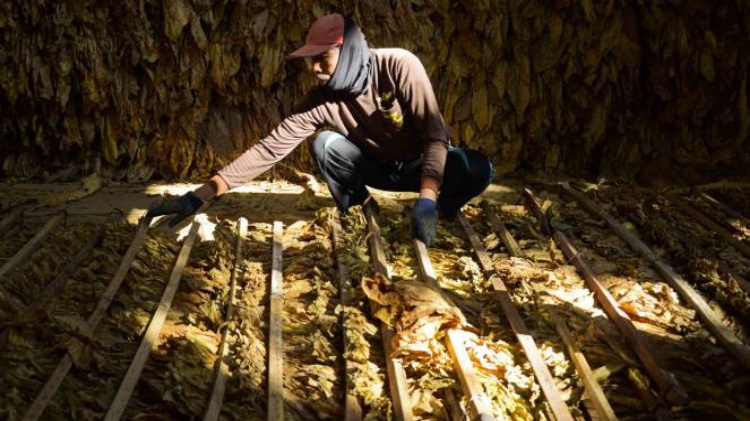 Kenaikan Cukai Rokok Harus Pertimbangkan Efek Domino