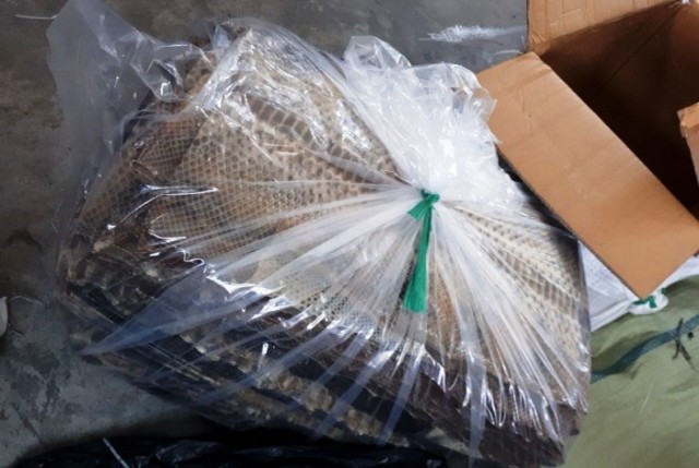 AVSEC Bandara SSK Mengamankan 31,3 Kg Kulit Ular dan Biawak