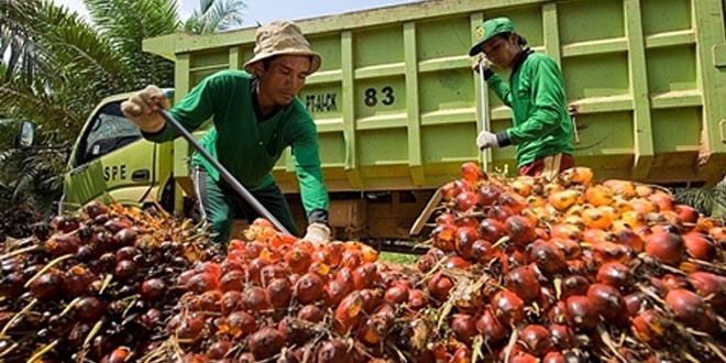 Harga TBS di Riau Turun Tipis