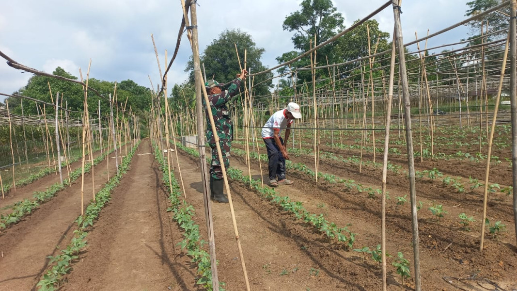 Sertu Roni Sandra Berikan Pendampingan Kepada Petani Kacang Panjang