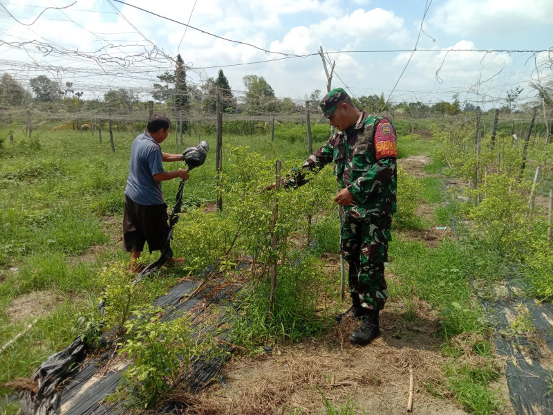 Serda Agustinus Melakukan Pendampingan Karya Nyata Tanaman Kacang Panjang