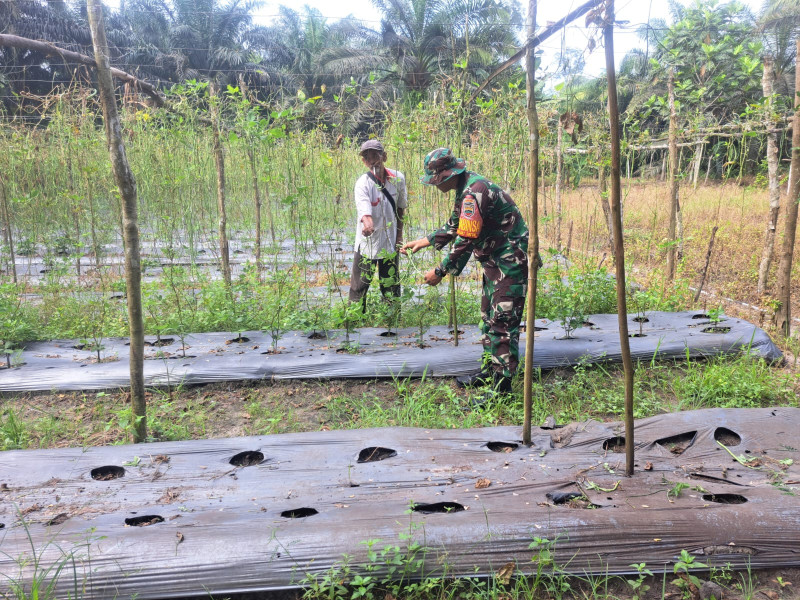 Dukungan Kodim 0320/Dumai Atas Program Ketahanan Pangan Pemerintah