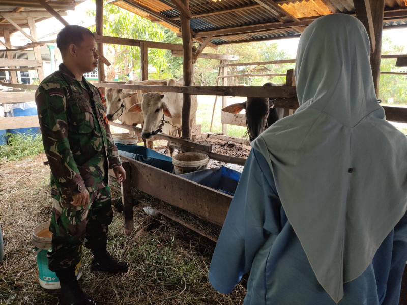 Babinsa Kelurahan Jaya Mukti Gelar Sosialisasi Cegah PMK di Dumai Timur