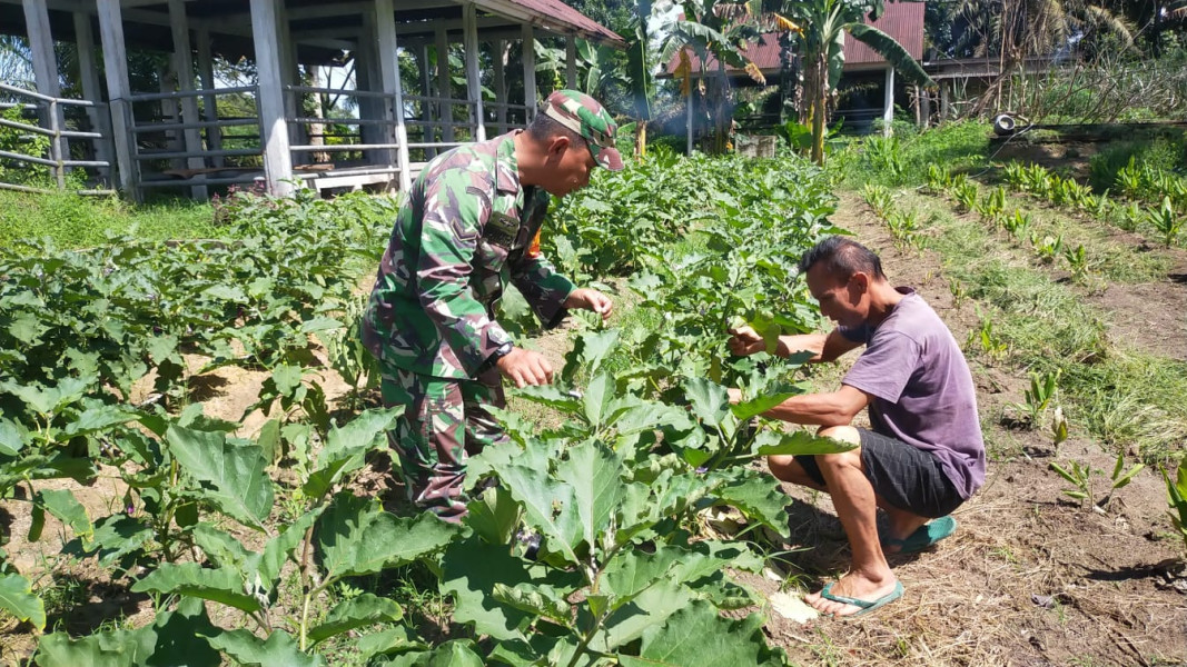 Babinsa Bagan Besar Timur Laksanakan Patroli Karhutla dan Bantu Petani Terong Ungu