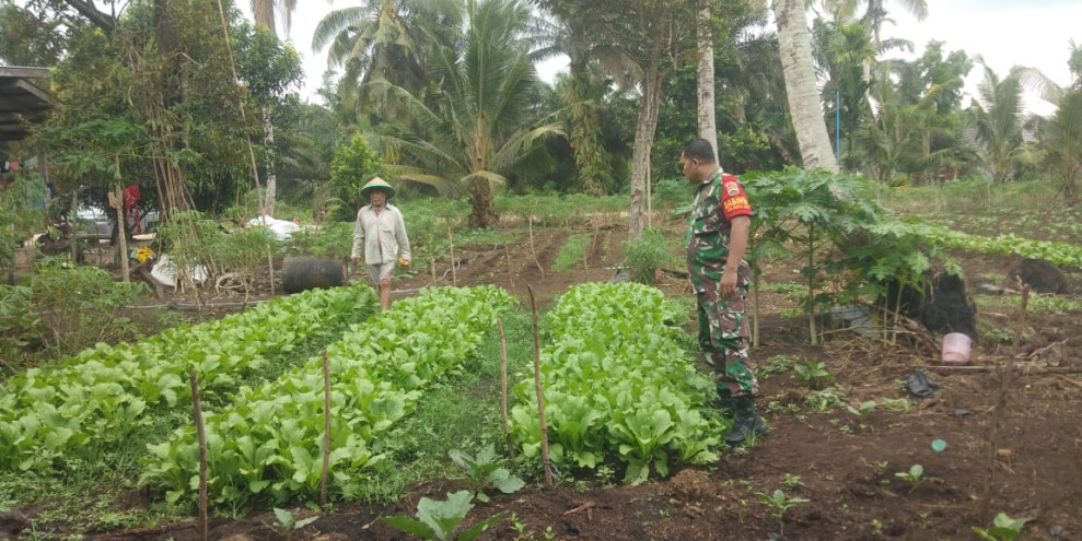 Babinsa Koramil-01/Dumai Bantu Warga Tanam Sawi