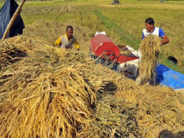 Pemerintah Minta Bulog Serap Hasil Panen 12 Sentra Produksi