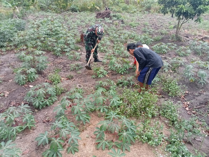 Serka Fahrizal Purba Edukasi ke Petani Terkait Penanaman Singkong