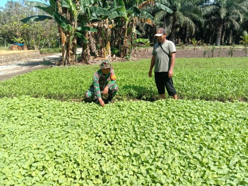 Dampingi Petani Bayam, Ini Pesan Serda Andri Widodo