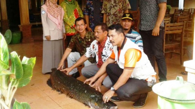 Ikan 'Monster' yang Juga Ditemukan di Sungai Brantas Selain Arapaima