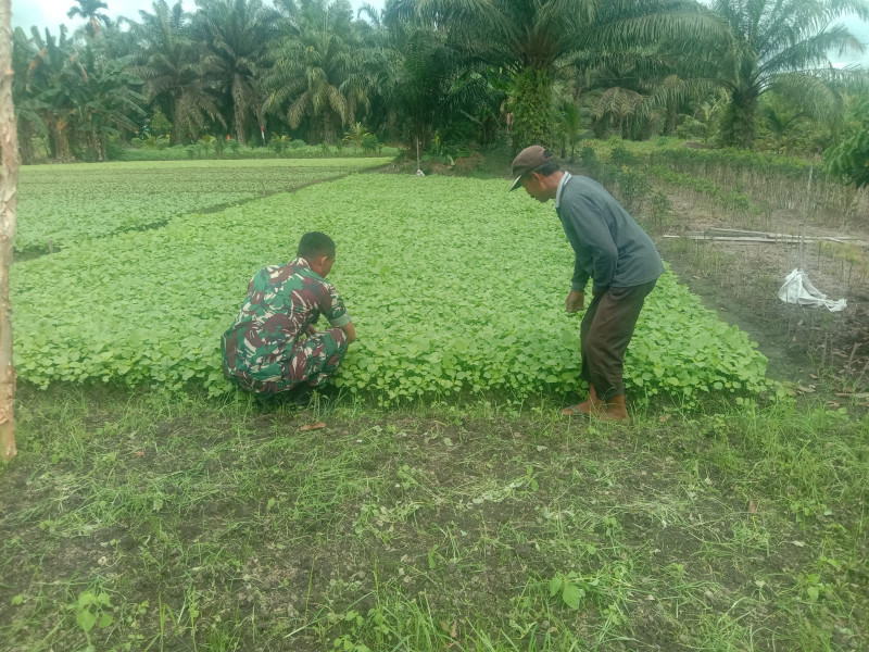 Serda Priyo Sudarmo Dampingi Petani Sawi di Wilayah Binaan