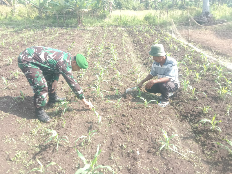Penanaman Jagung Didampingi Oleh Babinsa