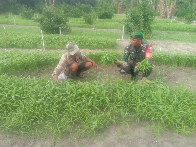 Babinsa Koramil-01/Dumai Dampingi Warga Dalam Budidaya Kangkung