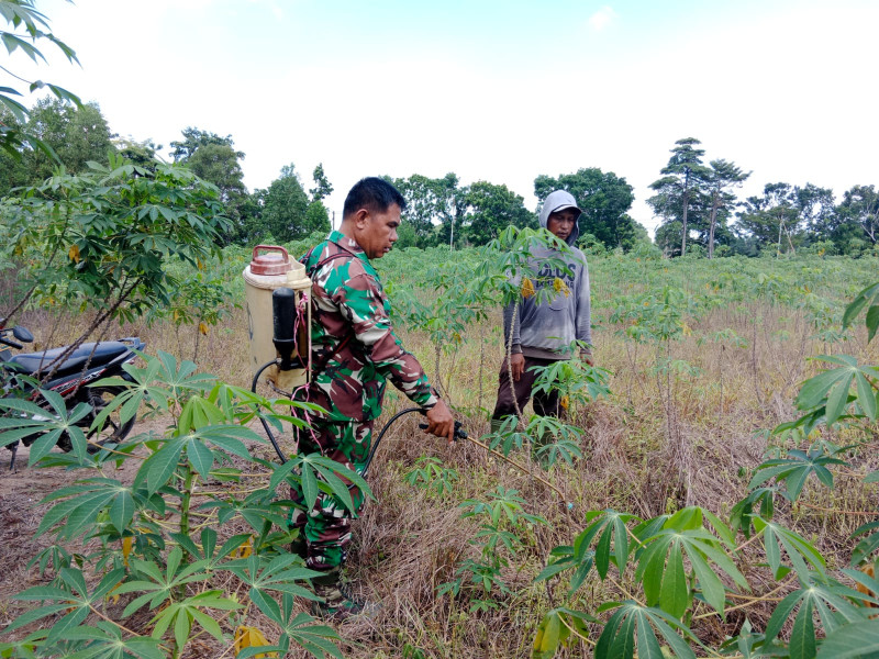 Babinsa Koramil-01/Dumai Sertu Mahyudin Dampingi Kegiatan Tanam Ubi Kayu di Dumai Barat