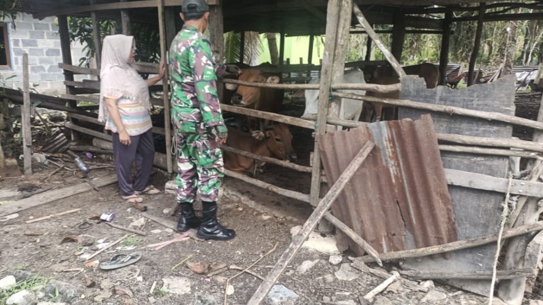 Pemantauan dan Sosialisasi Dalam Mencegah PMK Oleh Serda M Andi Darmawan