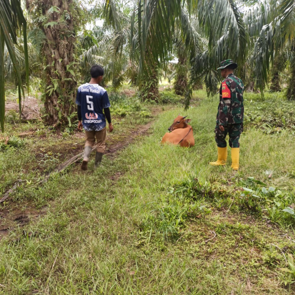 Pelaksanaan Kegiatan Cegah PMK Dilakukan Serda Miftah