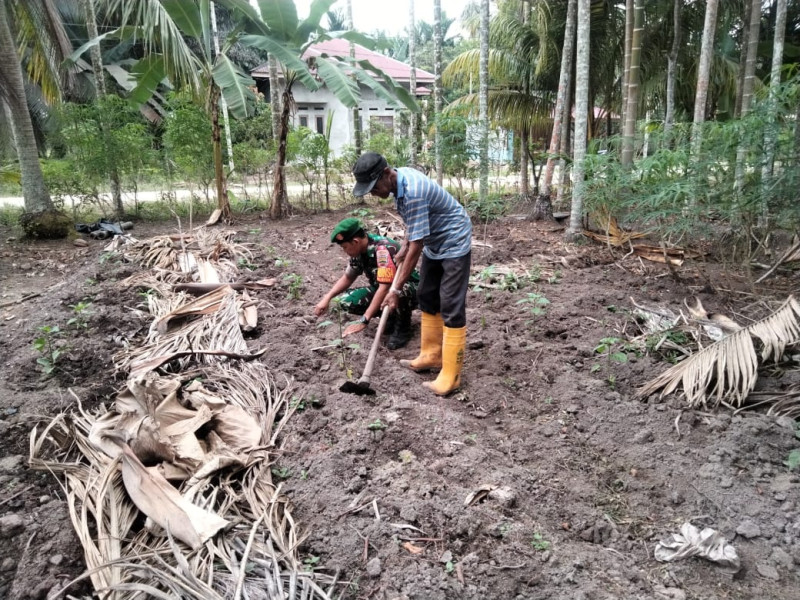 Babinsa Koramil-01/Dumai Dampingi Karya Nyata Tanaman Cabe di Dumai Barat