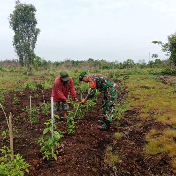 Babinsa Sertu Syamsudin Siregar Dampingi Petani Cabe Rawit di Kelurahan Tanjung Palas