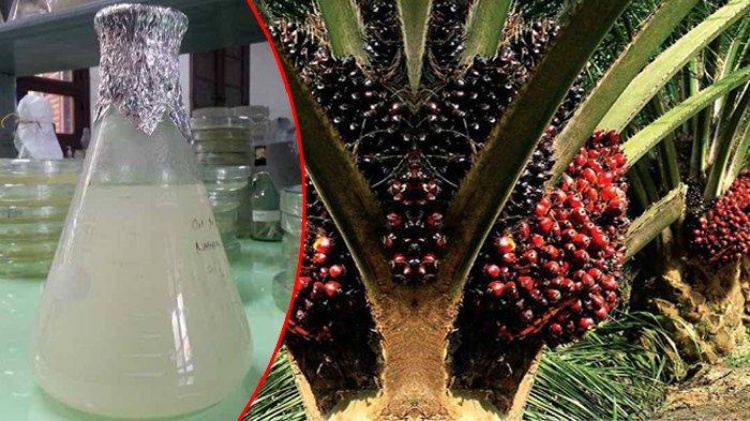 Penemuan Baru Plastik Sawit Ramah Lingkungan