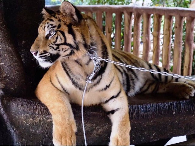 Buru Harimau Pemangsa Sapi Warga, Tim BBKSDA Terjun ke Pelalawan