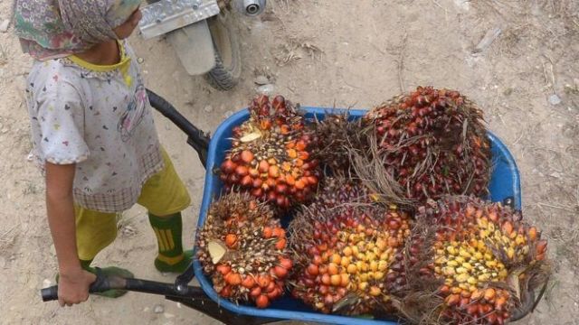 Pembatasan di Lakukan, Uni Eropa dan Indonesia terancam perang dagang