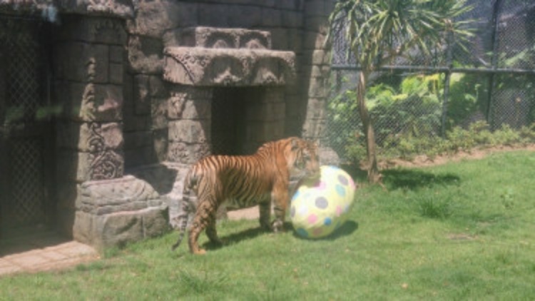 Harimau Sumatera dan Lemur Ramaikan Perayaan Paskah di Bali